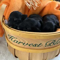 AKC Females, a female Miniature Schnauzer for sale in New Market, VA – Photo 7 of 10