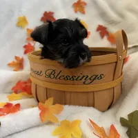 AKC Females, a female Miniature Schnauzer for sale in New Market, VA – Photo 5 of 10