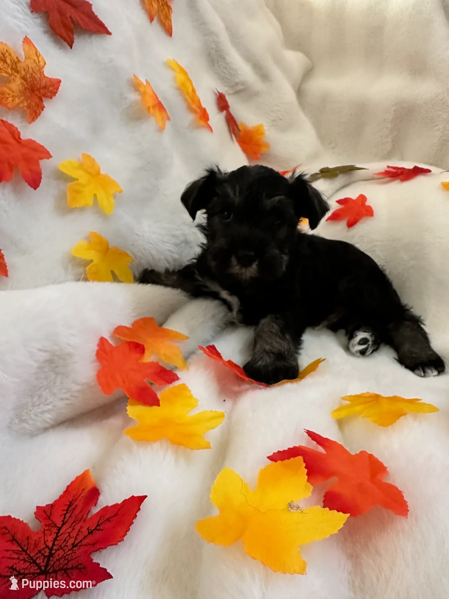 AKC Females, a female Miniature Schnauzer for sale in New Market, VA – Photo 2 of 10