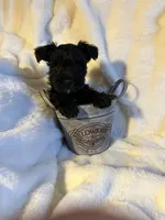 AKC Nugget…DAD’s Day SALE🐾💘🐾, a female Miniature Schnauzer for sale in New Market, VA – 2 of 10