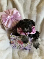AKC  Dolly , a female Miniature Schnauzer for sale in New Market, VA – 4 of 7