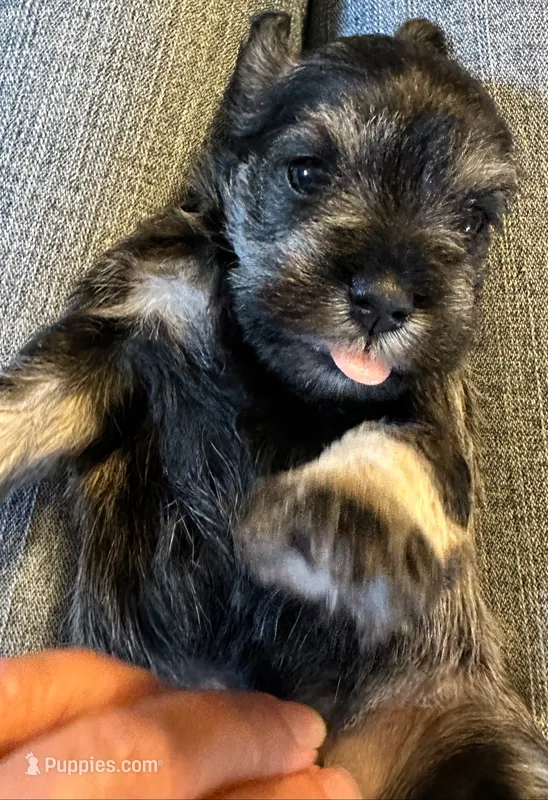 AKC Annie – Miniature Schnauzer puppy for sale in New Market, VA