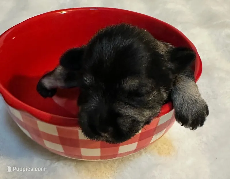 AKC Annie – Miniature Schnauzer puppy for sale in New Market, VA