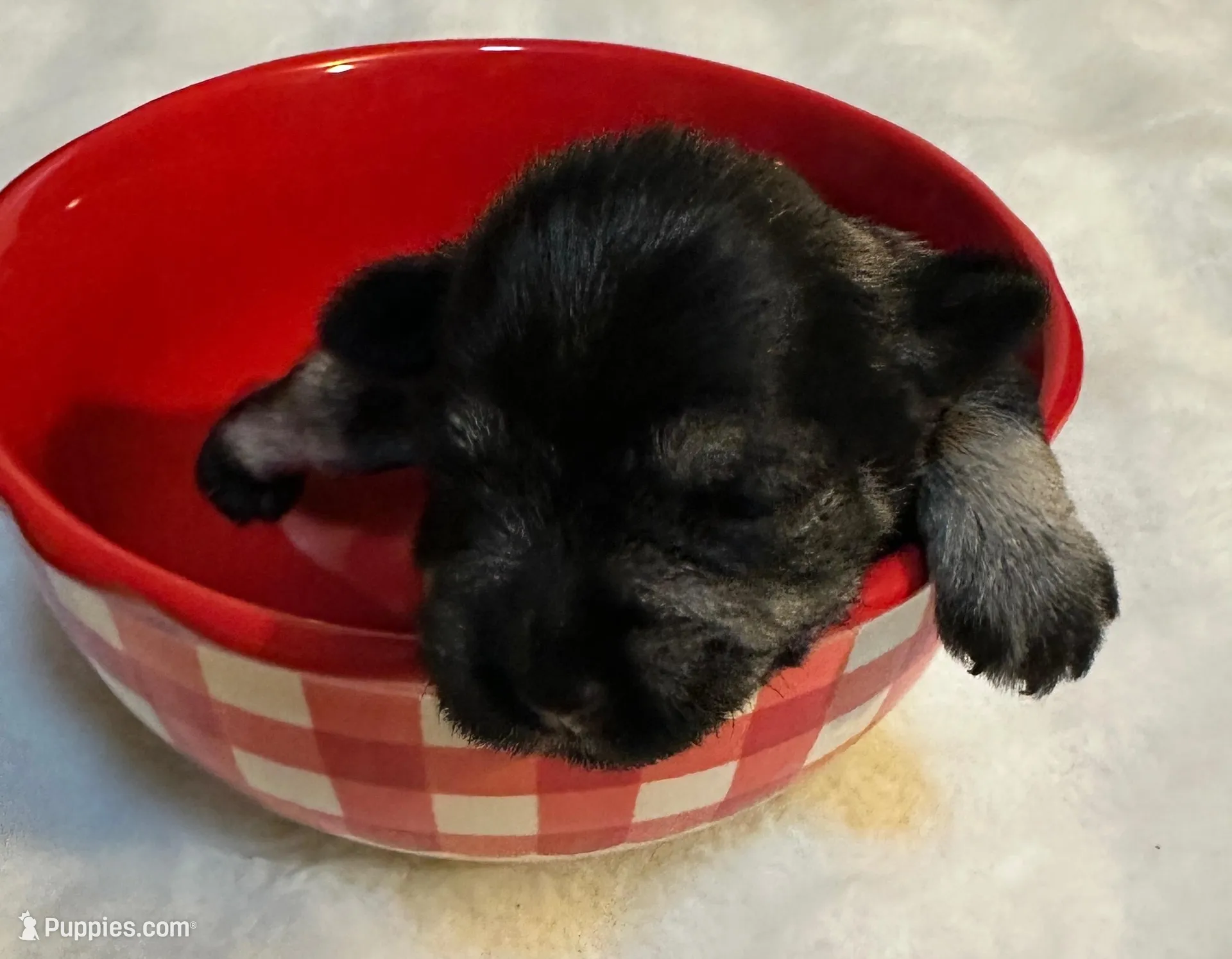 AKC Annie, a female Miniature Schnauzer for sale in New Market, VA – Photo 1 of 2