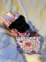 AKC Nugget…DAD’s Day SALE🐾💘🐾, a female Miniature Schnauzer for sale in New Market, VA – 3 of 10