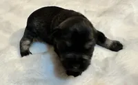 AKC Dolly, a female Miniature Schnauzer for sale in New Market, VA – Photo 2 of 3