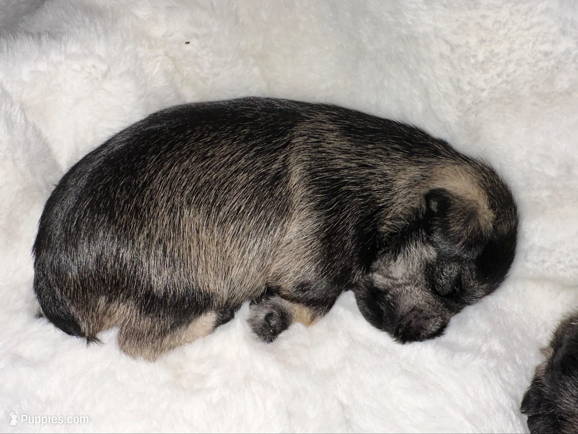 AKC Annie, salt and pepper, a female Miniature Schnauzer for sale in New Market, VA – 6 of 9