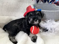 AKC  Dolly , a female Miniature Schnauzer for sale in New Market, VA – 2 of 7