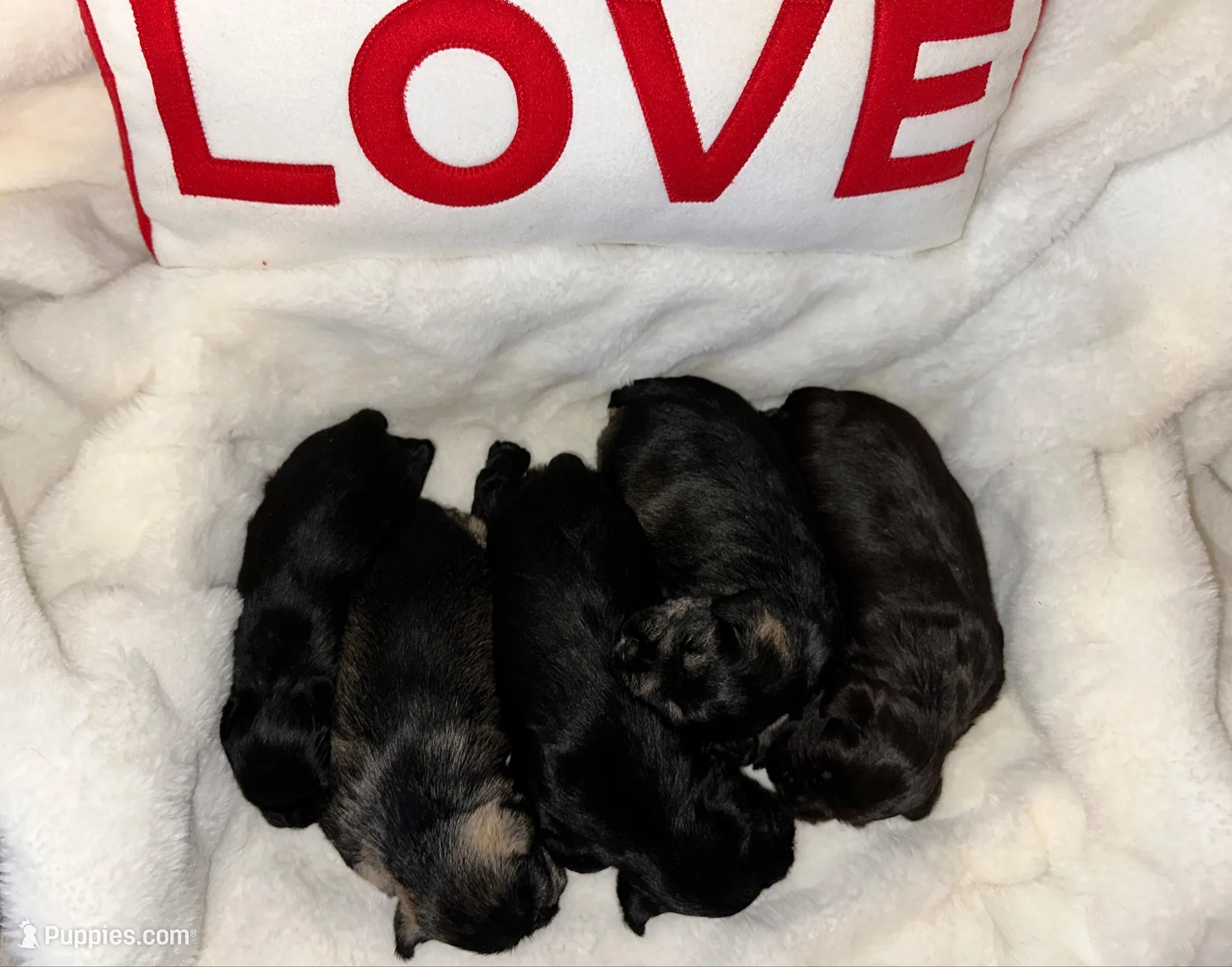 AKC Penny, a female Miniature Schnauzer for sale in New Market, VA – 3 of 5