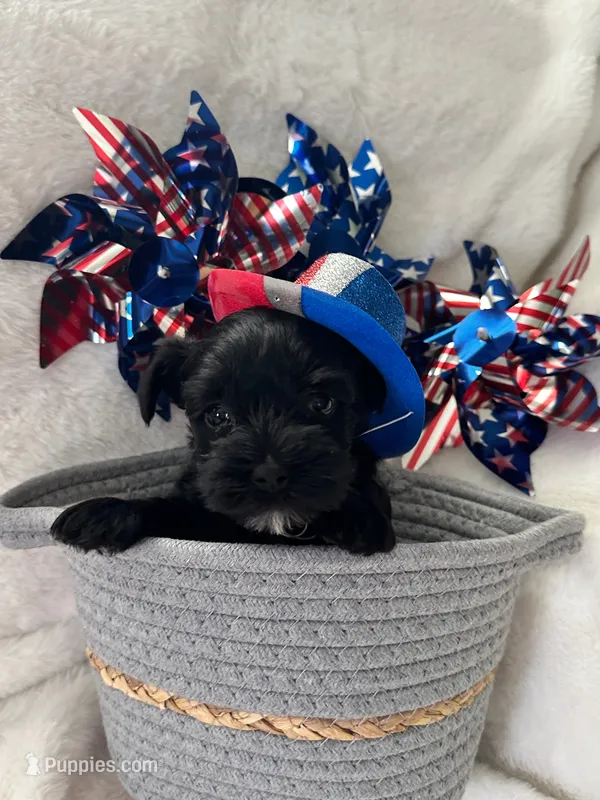 AKC Nugget, tiny, black beauty – Miniature Schnauzer puppy for sale in New Market, VA