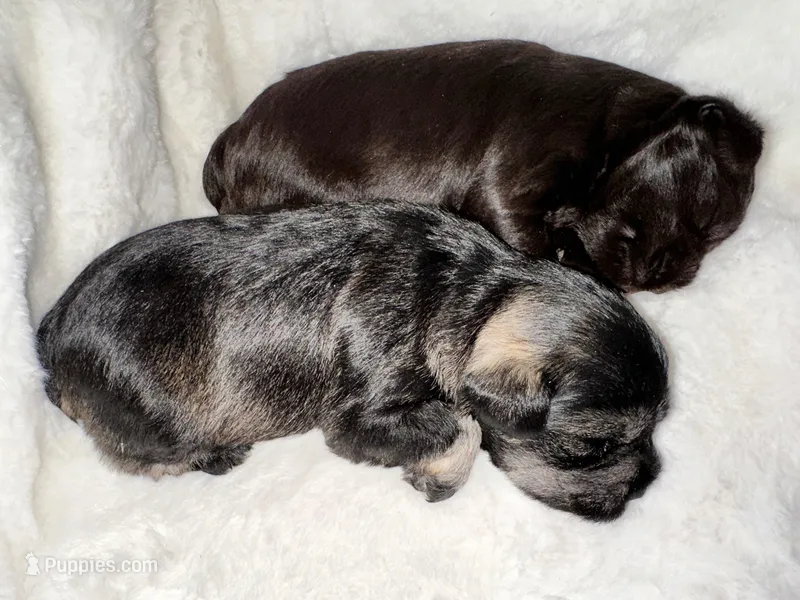 AKC Dolly – Miniature Schnauzer puppy for sale in New Market, VA