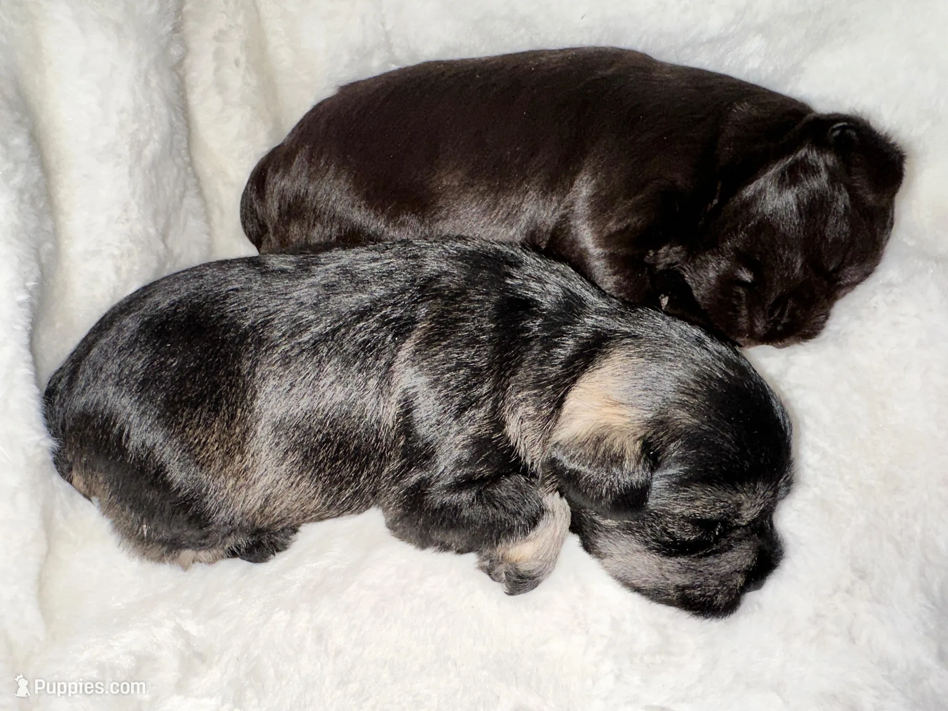 AKC Dolly, dark salt and pepper, a female Miniature Schnauzer for sale in New Market, VA – 3 of 7