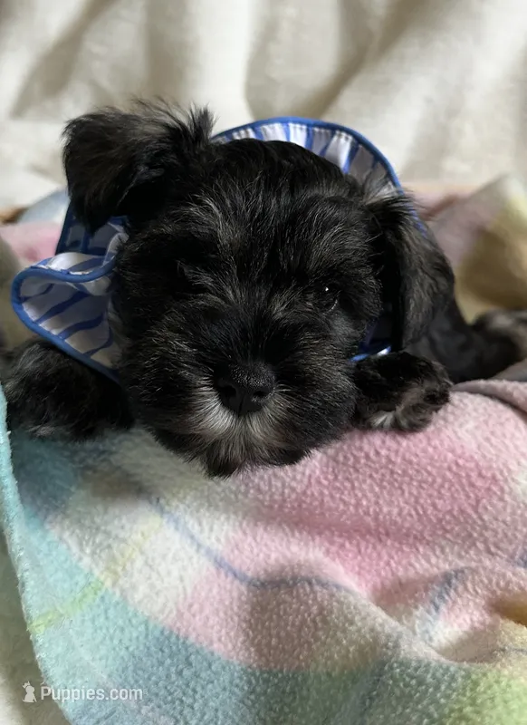 AKC  Dolly  – Miniature Schnauzer puppy for sale in New Market, VA