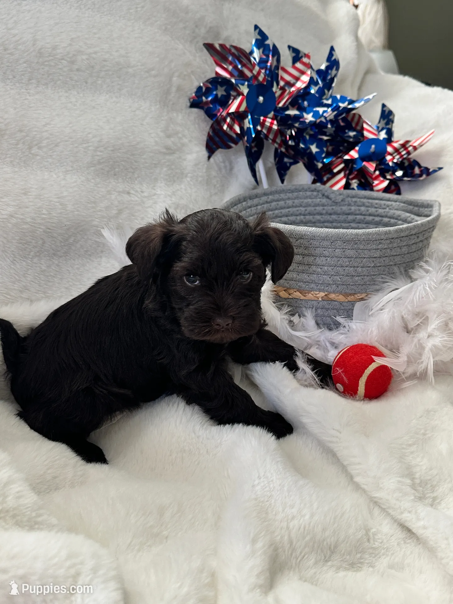 AKC Penny, DAD’s Day SALE🐾💗🐾, a female Miniature Schnauzer for sale in New Market, VA – 6 of 10