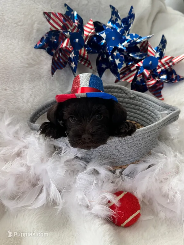 AKC Penny, chocolate liver – Miniature Schnauzer puppy for sale in New Market, VA