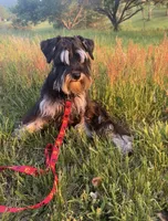 AKC Puppies, a  Miniature Schnauzer for sale in New Market, VA – 8 of 9