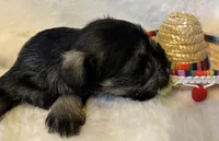 AKC Annie, salt and pepper, a female Miniature Schnauzer for sale in New Market, VA – 4 of 9