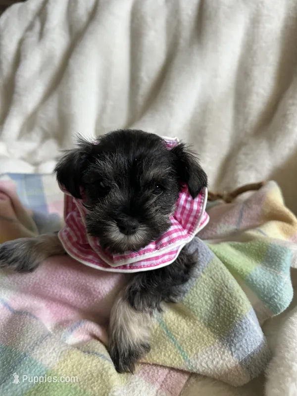 AKC Annie, salt and pepper – Miniature Schnauzer puppy for sale in New Market, VA