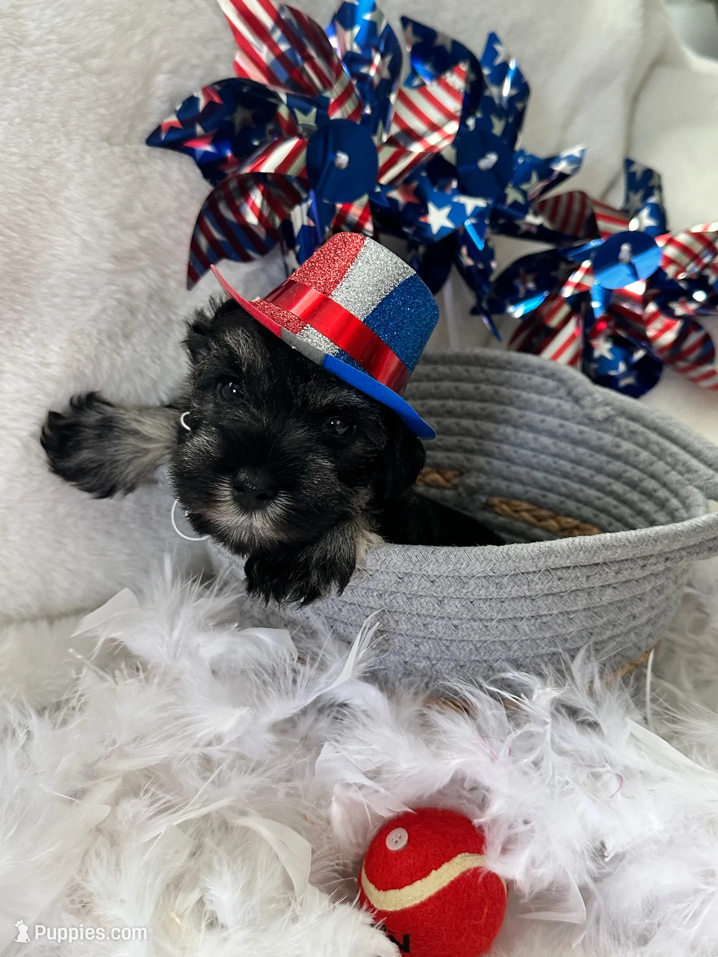 AKC Dolly…DAD’s Day SALE🐾💝🐾, a female Miniature Schnauzer for sale in New Market, VA – 7 of 10