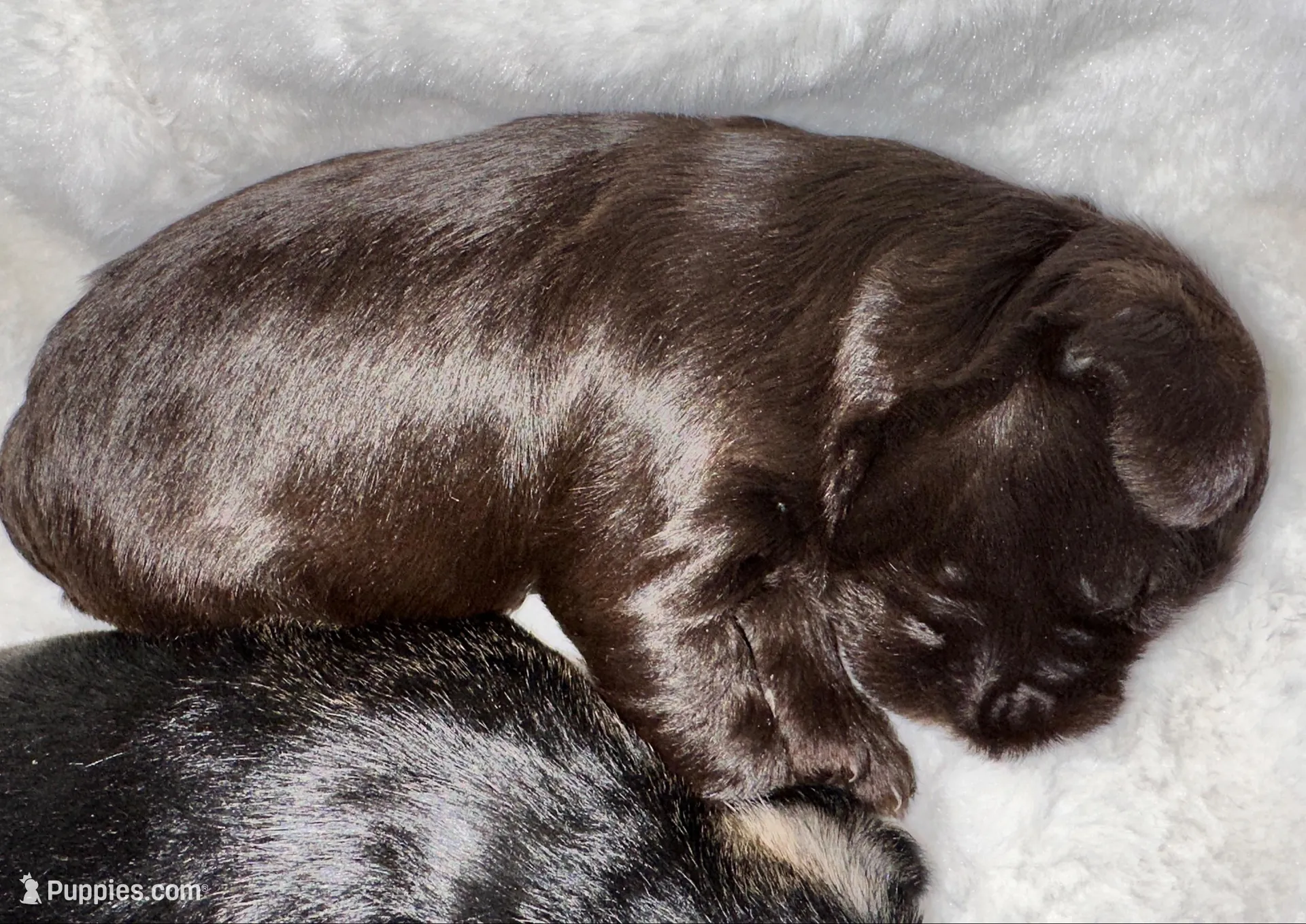 AKC Penny, a female Miniature Schnauzer for sale in New Market, VA – 2 of 5