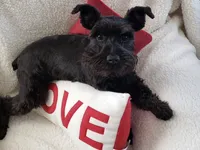 AKC Puppies, a  Miniature Schnauzer for sale in New Market, VA – 9 of 9