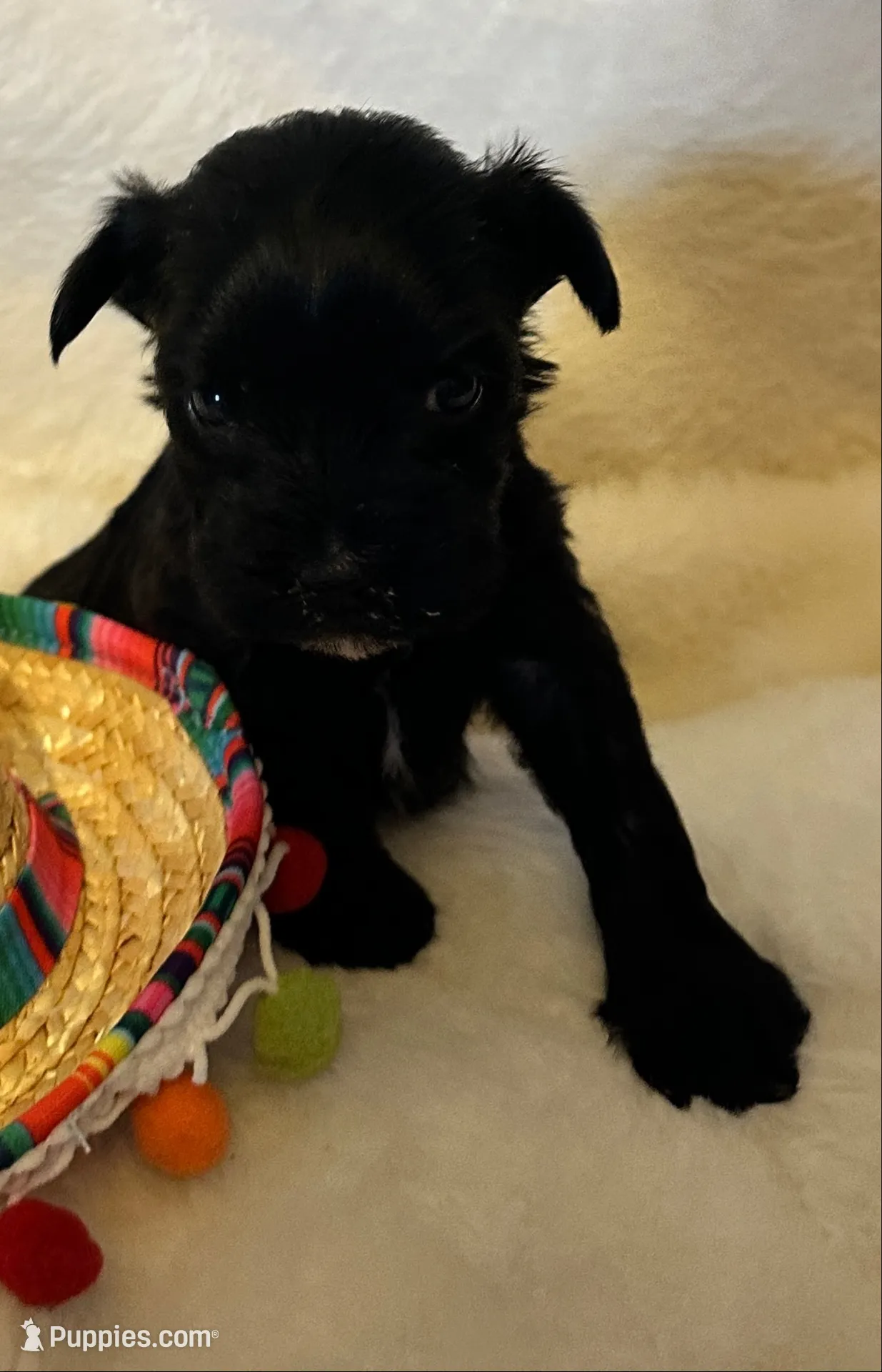 AKC Nugget, tiny, black beauty, a female Miniature Schnauzer for sale in New Market, VA – 1 of 7