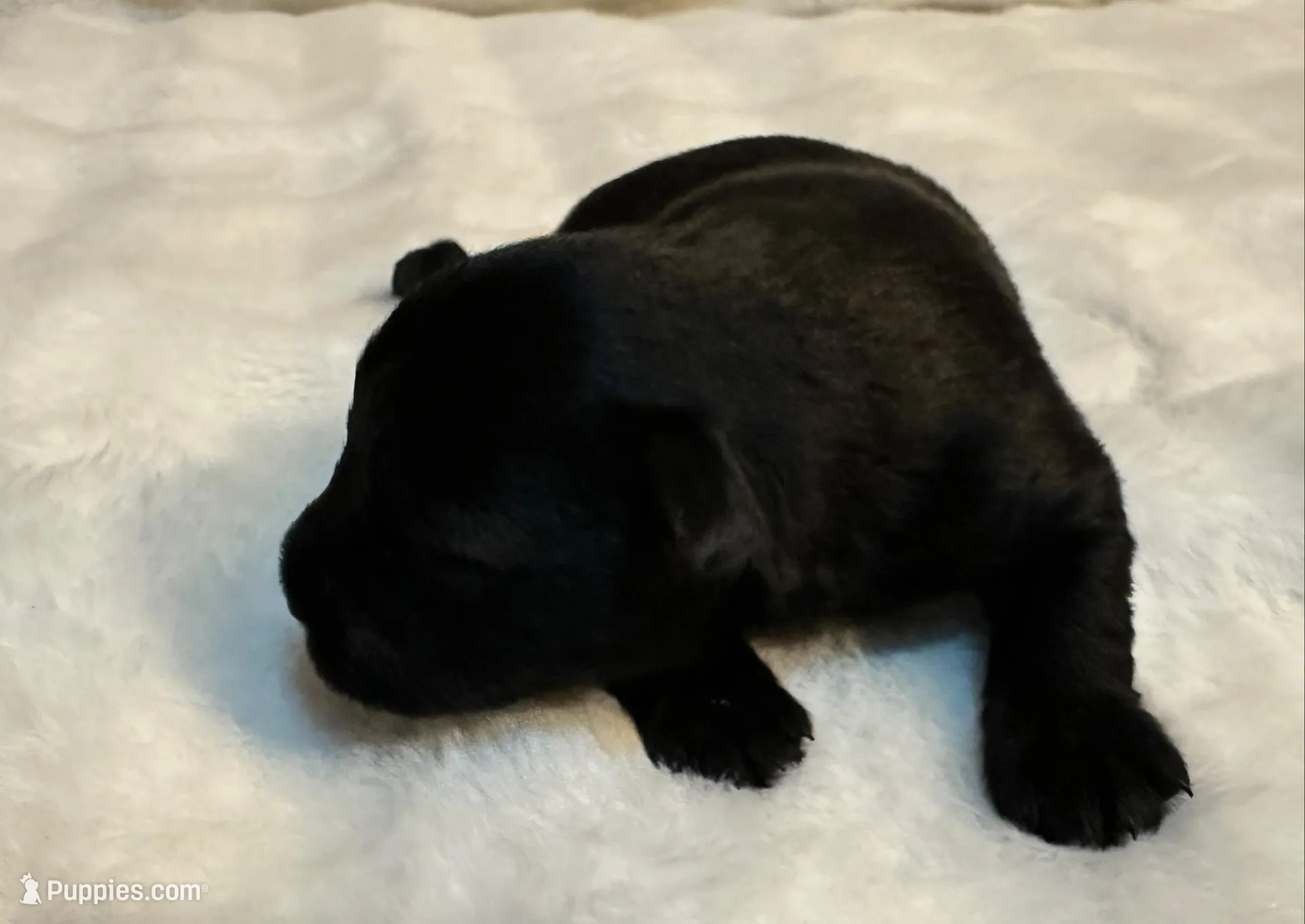 AKC Pepper, a female Miniature Schnauzer for sale in New Market, VA – Photo 1 of 2