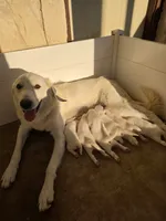 Orange, a male Great Pyrenees for sale in Boerne, TX – 3 of 4