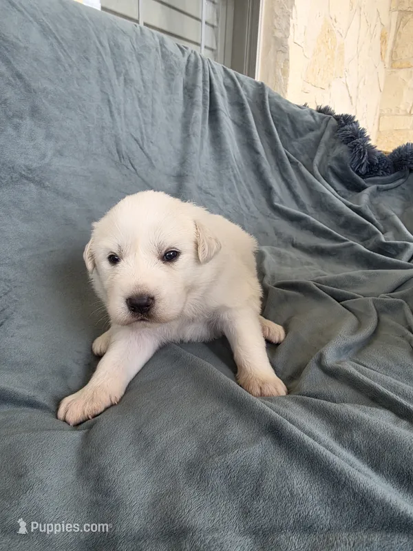 Pink – Great Pyrenees puppy for sale in Boerne, TX
