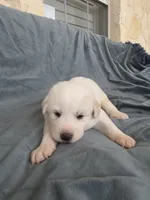 Orange, a male Great Pyrenees for sale in Boerne, TX – 2 of 4