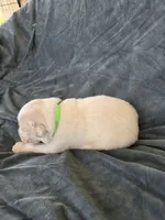 Green, a male Great Pyrenees for sale in Boerne, TX – 3 of 5