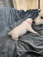 Pink, a female Great Pyrenees for sale in Boerne, TX – 3 of 6