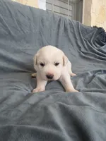 Purple, a female Great Pyrenees for sale in Boerne, TX – 2 of 4
