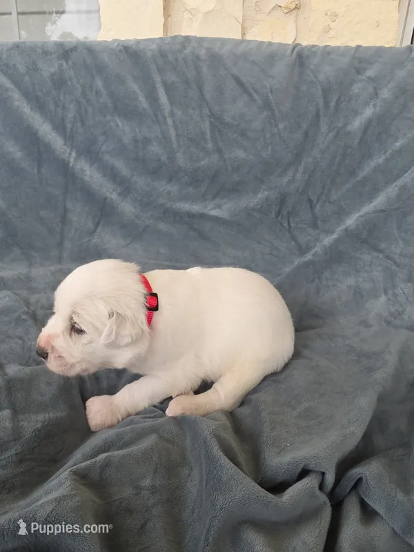 Red  – Great Pyrenees puppy for sale in Boerne, TX