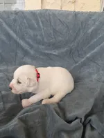 Red , a female Great Pyrenees for sale in Boerne, TX – 1 of 4