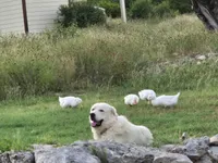 Yellow, a female Great Pyrenees for sale in Boerne, TX – 4 of 5