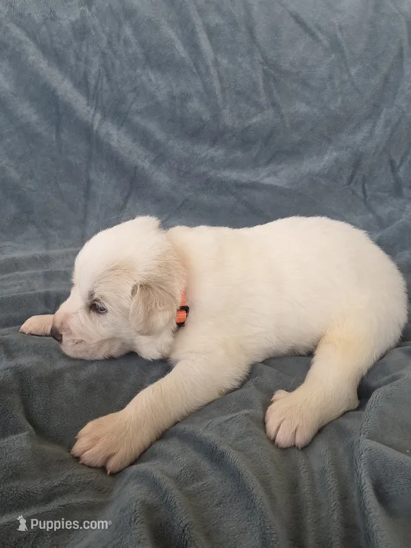 Orange – Great Pyrenees puppy on hold in Boerne, TX