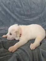 Orange, a male Great Pyrenees for sale in Boerne, TX – 1 of 4