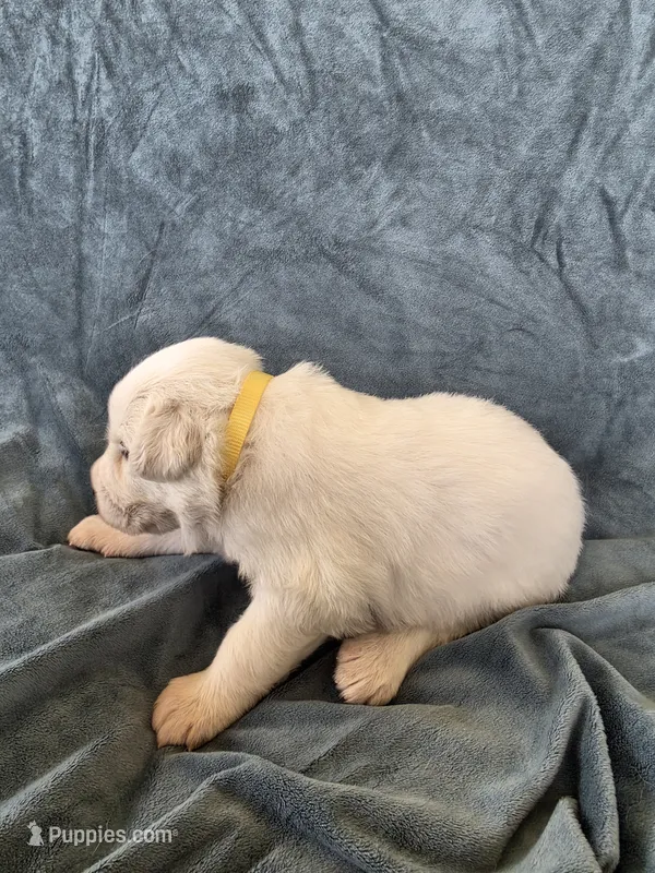 Yellow – Great Pyrenees puppy for sale in Boerne, TX