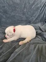 Pink, a female Great Pyrenees for sale in Boerne, TX – 2 of 6