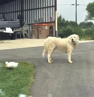 Pink, a female Great Pyrenees for sale in Boerne, TX – 6 of 6