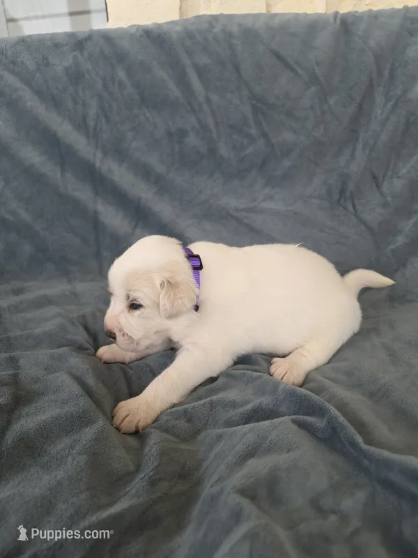 Purple – Great Pyrenees puppy for sale in Boerne, TX