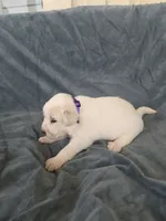 Purple, a female Great Pyrenees for sale in Boerne, TX – 1 of 4