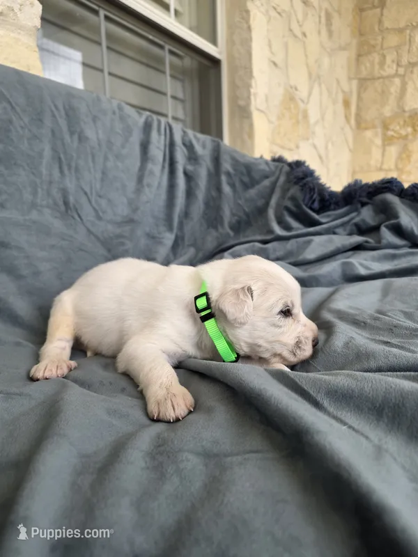 Green – Great Pyrenees puppy for sale in Boerne, TX