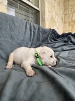Green, a male Great Pyrenees for sale in Boerne, TX – 1 of 5
