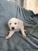 Yellow, a female Great Pyrenees for sale in Boerne, TX – 2 of 5