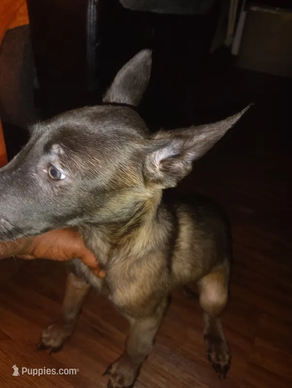 No name  – Belgian Malinois puppy for sale in Fort Worth, TX