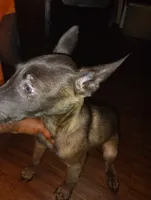 No name , a male Belgian Malinois for sale in Fort Worth, TX – 1 of 1