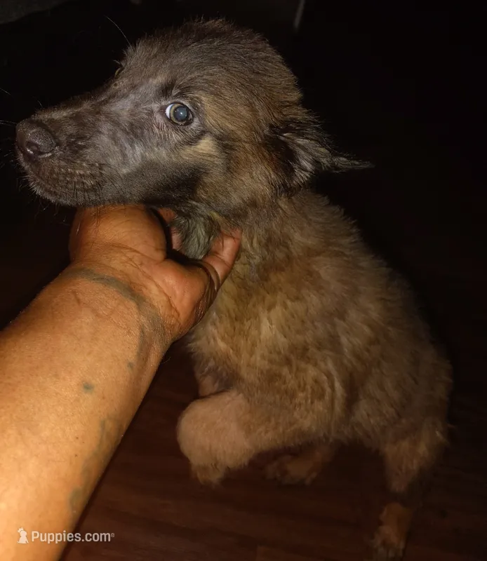 No name  – Belgian Malinois puppy for sale in Fort Worth, TX