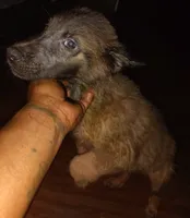 No name , a male Belgian Malinois for sale in Fort Worth, TX – 1 of 1